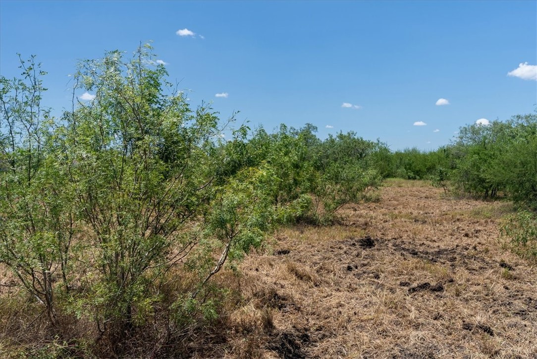 253 County Road 222 Orange Grove, TX 78372 - Photo 12 of 22 a view of a large yard with lots of green space