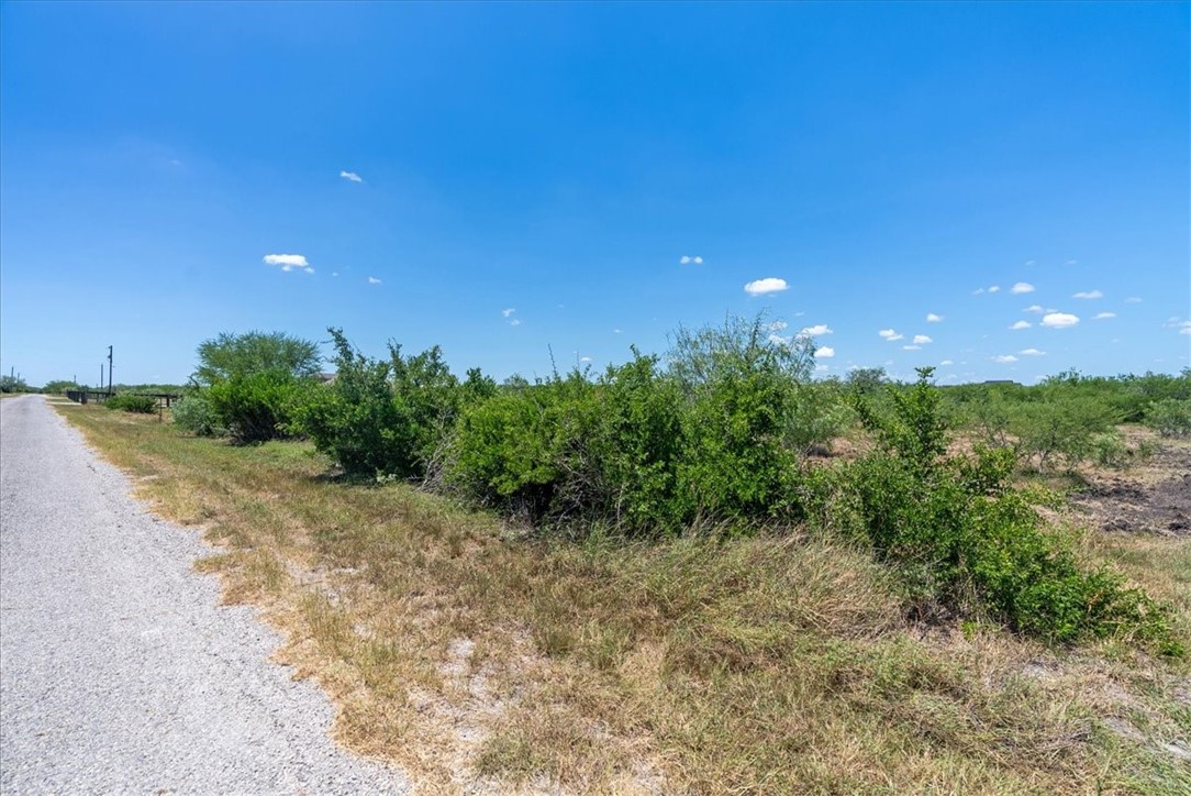 253 County Road 222 Orange Grove, TX 78372 - Photo 13 of 22 a view of a big room with a large tree