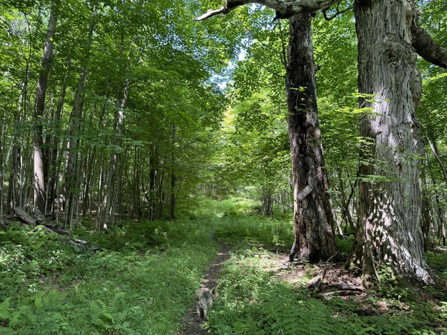 342 Sunrise Drive Huntington, VT 05462 - Photo 41 of 44