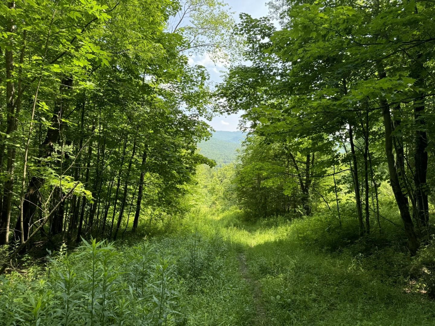 342 Sunrise Drive Huntington, VT 05462 - Photo 44 of 44