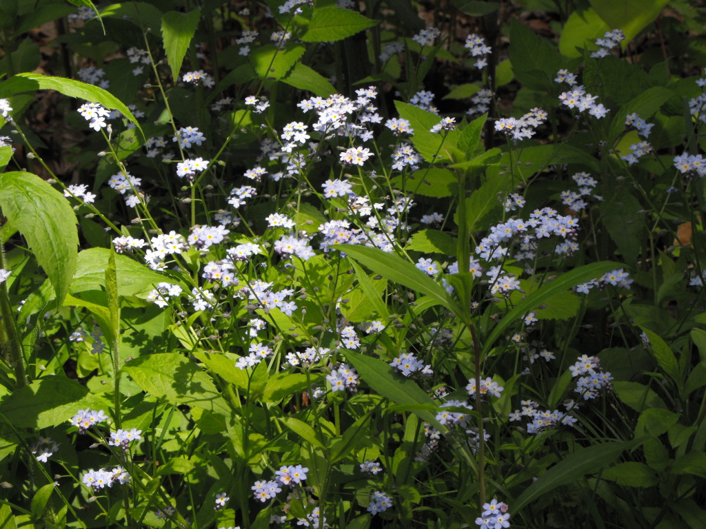 1 West Dale Road Stockbridge, MA 01229 - Photo 4 of 20 a view of flowers
