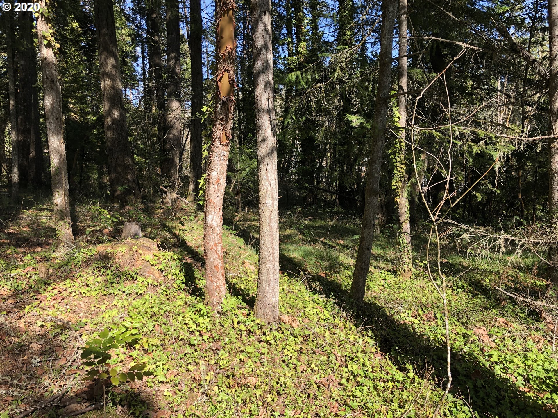 a backyard of a house with lots of green space
