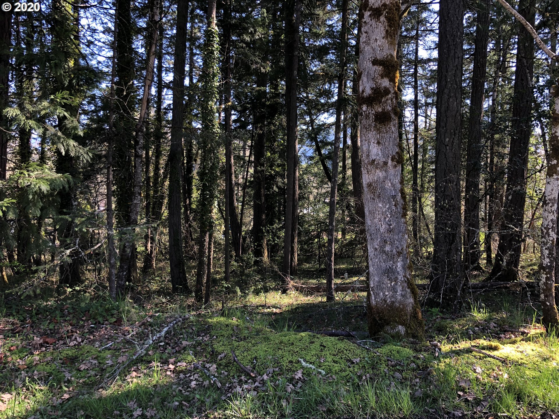 West Roberts Road, Unit 6800 Oakridge, OR 97463 - Photo 3 of 5 a view of outdoor space and yard