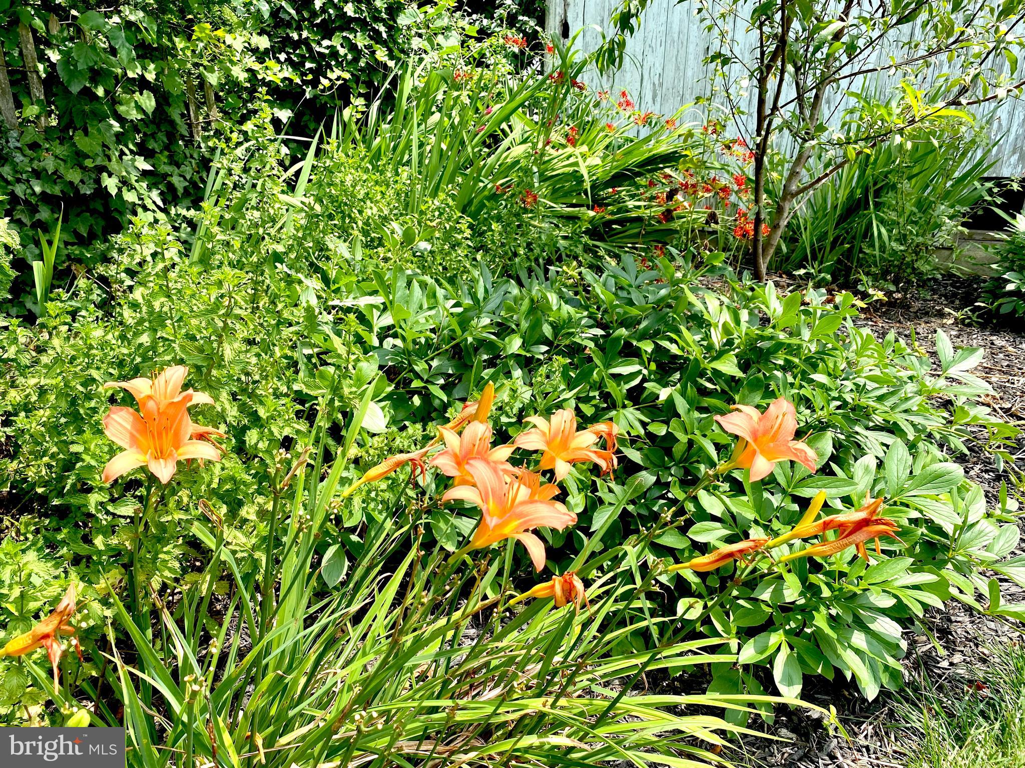 16 Cinder Road Lutherville-Timonium, MD 21093 - Photo 49 of 53 Daylily blooms early to mid July