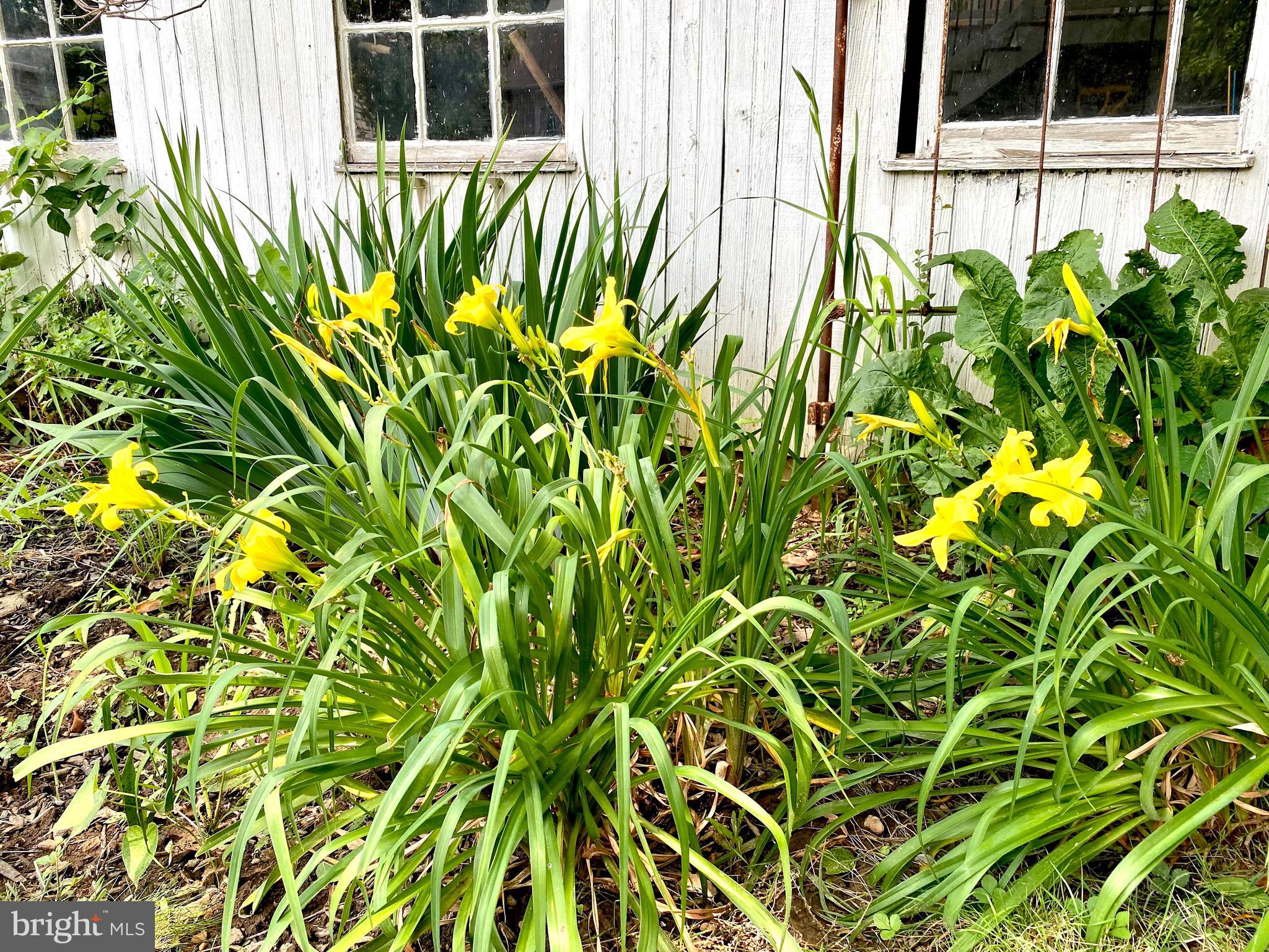 16 Cinder Road Lutherville-Timonium, MD 21093 - Photo 50 of 53 Yellow daylily brighten the potting shed out back