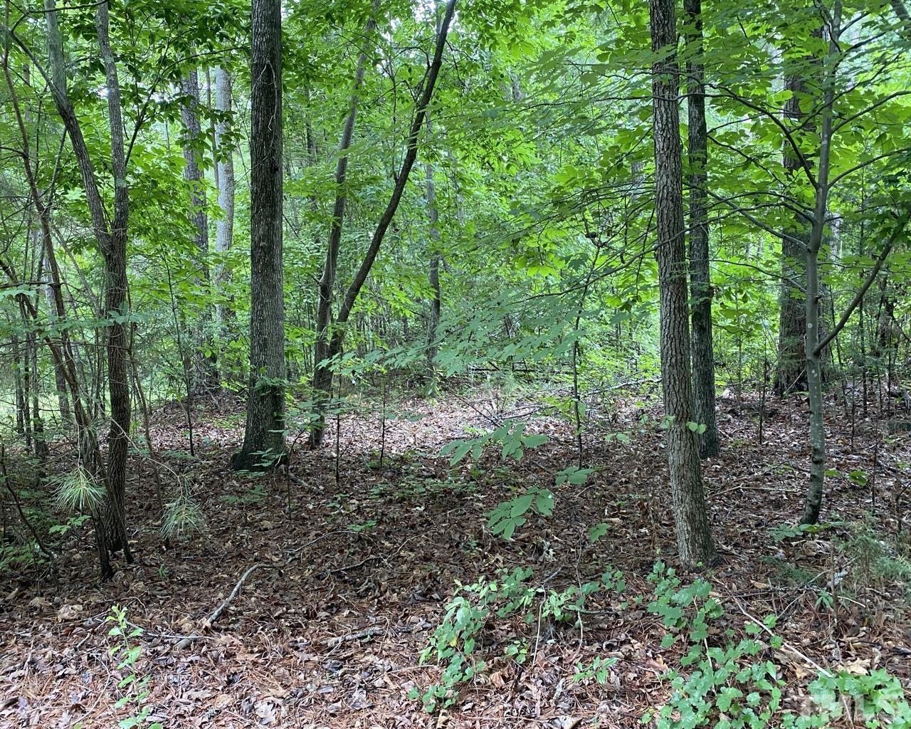 103 Grainger Lane Chapel Hill, NC 27514 - Photo 1 of 4 a view of a forest that has large trees