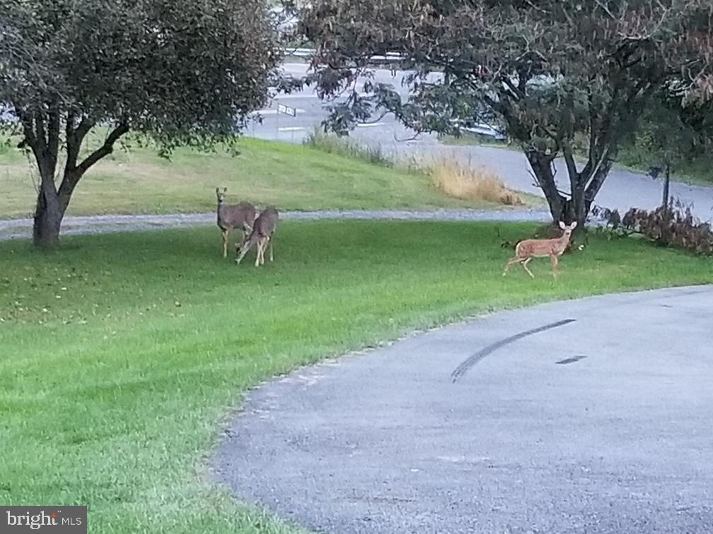 28 Grove Heights Road Berkeley Springs, WV 25411 - Photo 25 of 31 Deer in Yard