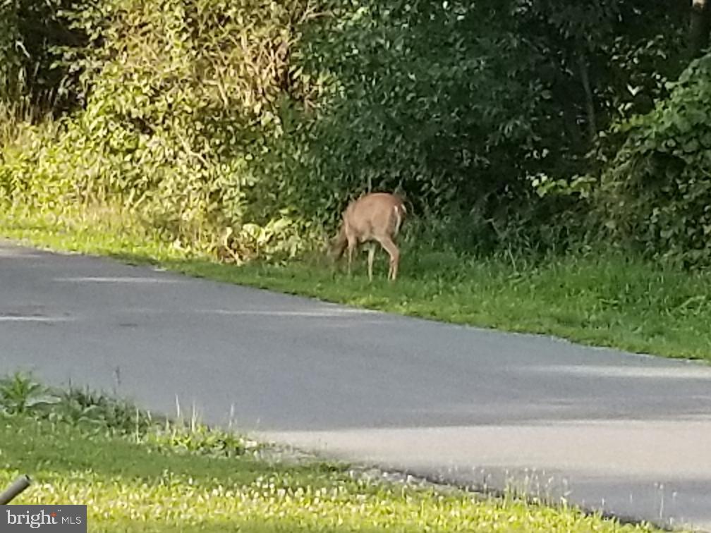 28 Grove Heights Road Berkeley Springs, WV 25411 - Photo 26 of 31 Deer in Yard