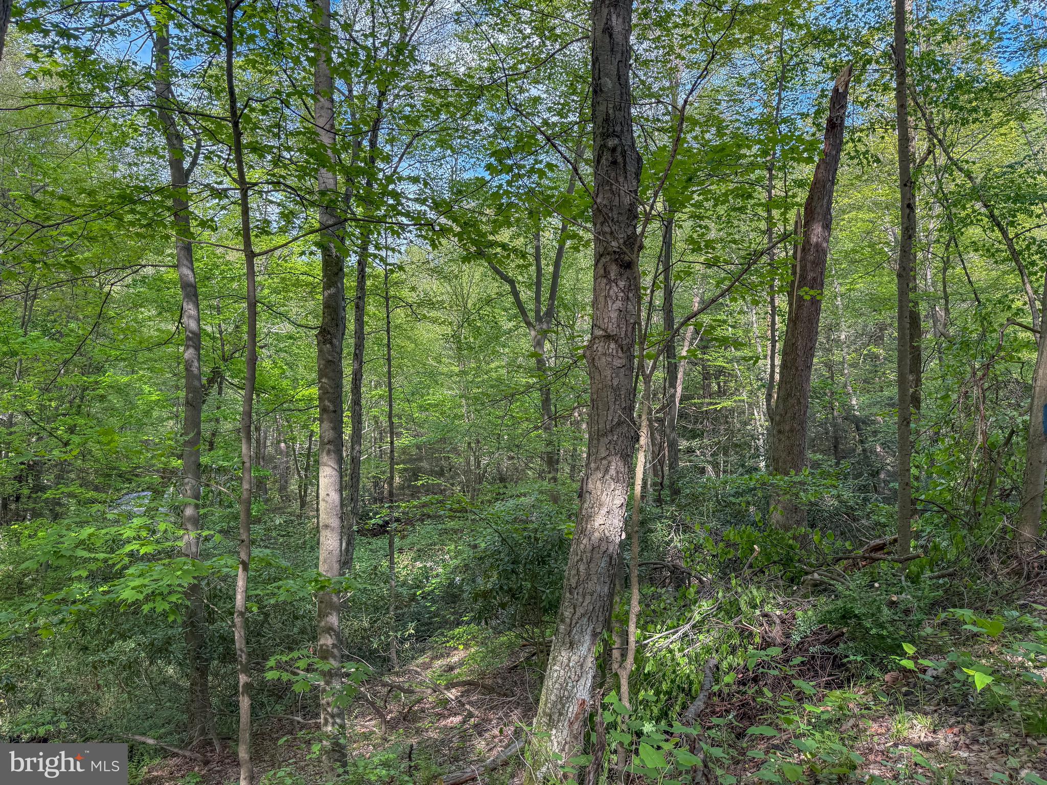 Spring Lick Road Swanton, MD 21561 - Photo 8 of 37 a view of a forest with trees
