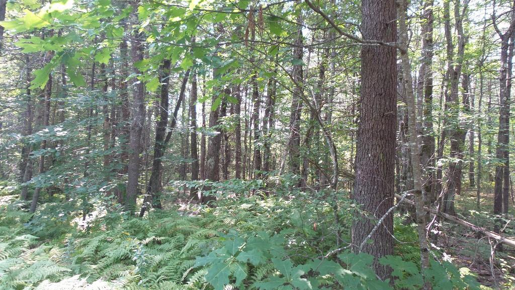 Tbd Stone Road West Newfield, ME 04095 - Photo 16 of 27 Photo