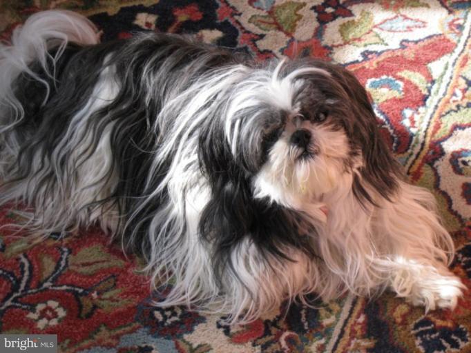 2237 Gunsmith Square Reston, VA 20191 - Photo 18 of 20 Sadie. Who wouldn't hurt even her own fleas.