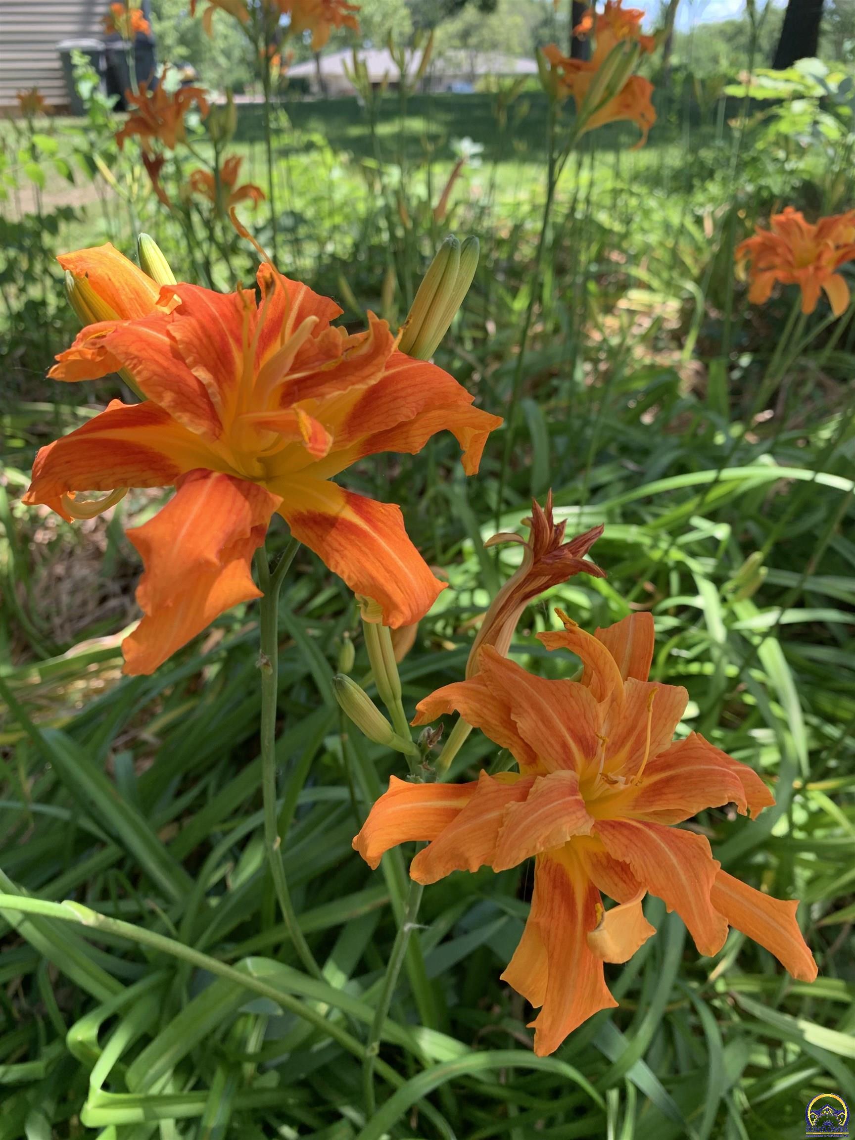 2101 Canterbury Road Emporia, KS 66801 - Photo 12 of 81 Landscaping