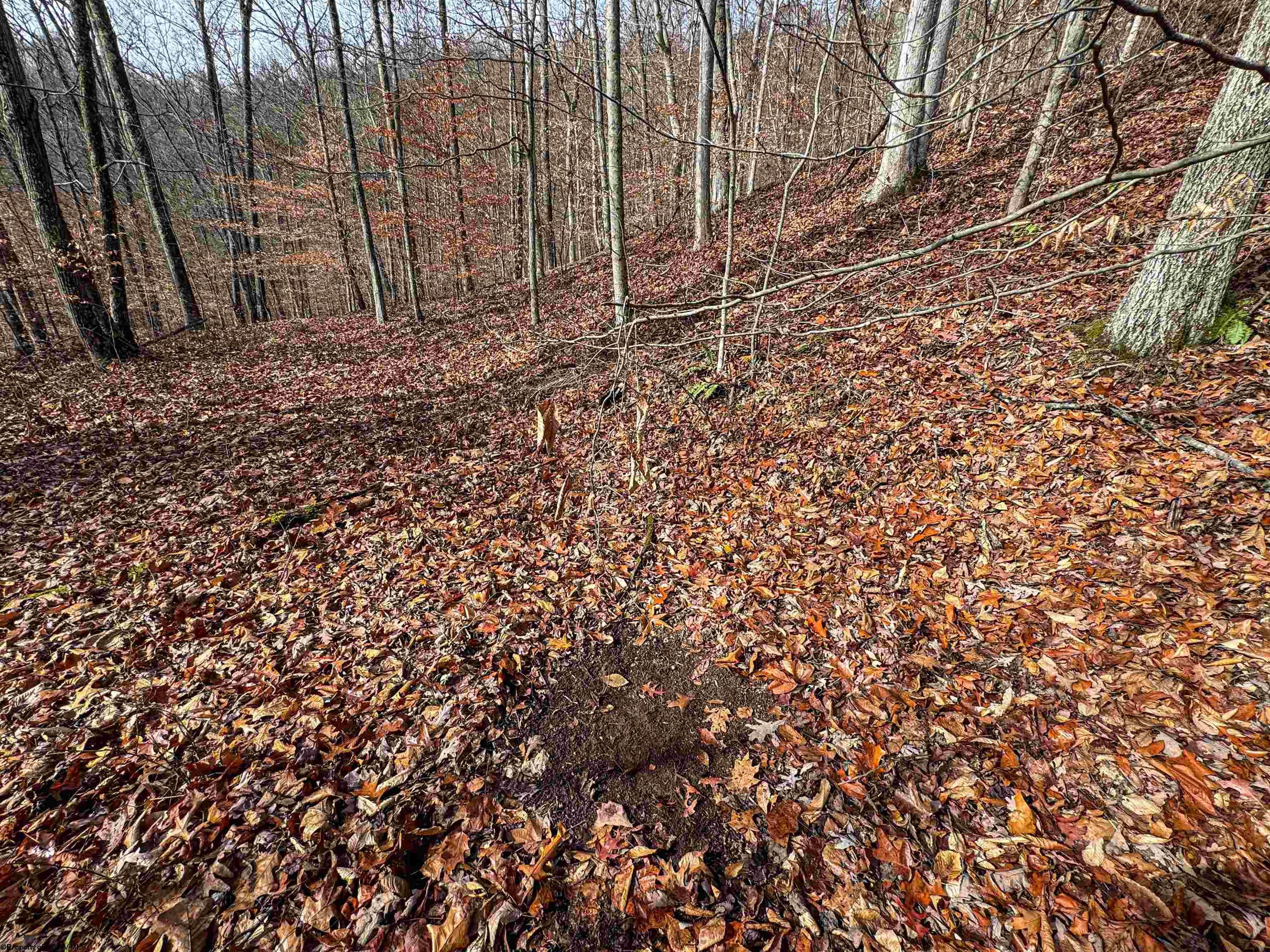 797 Big Elk Road Wallace, WV 26448 - Photo 5 of 46 Gallery Image 5