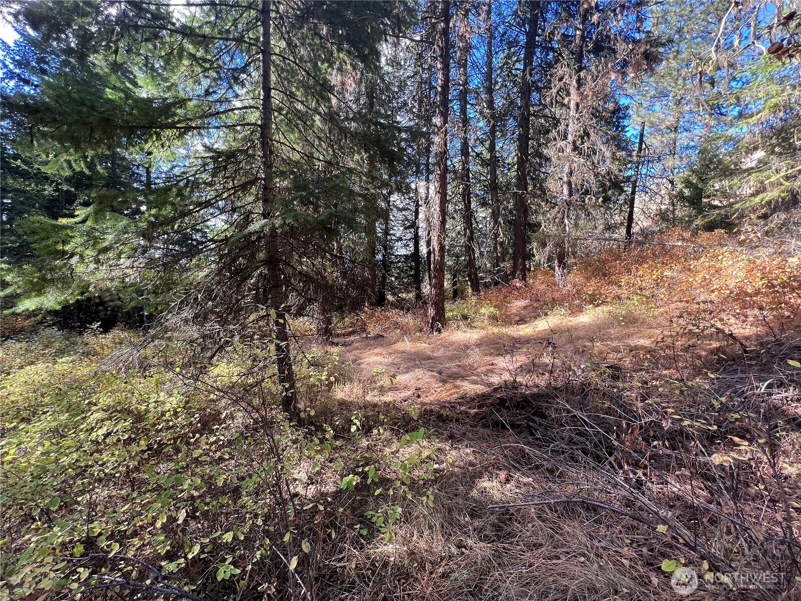 165 Stacy Road Republic, WA 99166 - Photo 15 of 29 Gallery Image 15