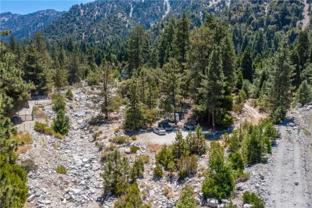 a plant with lots of trees