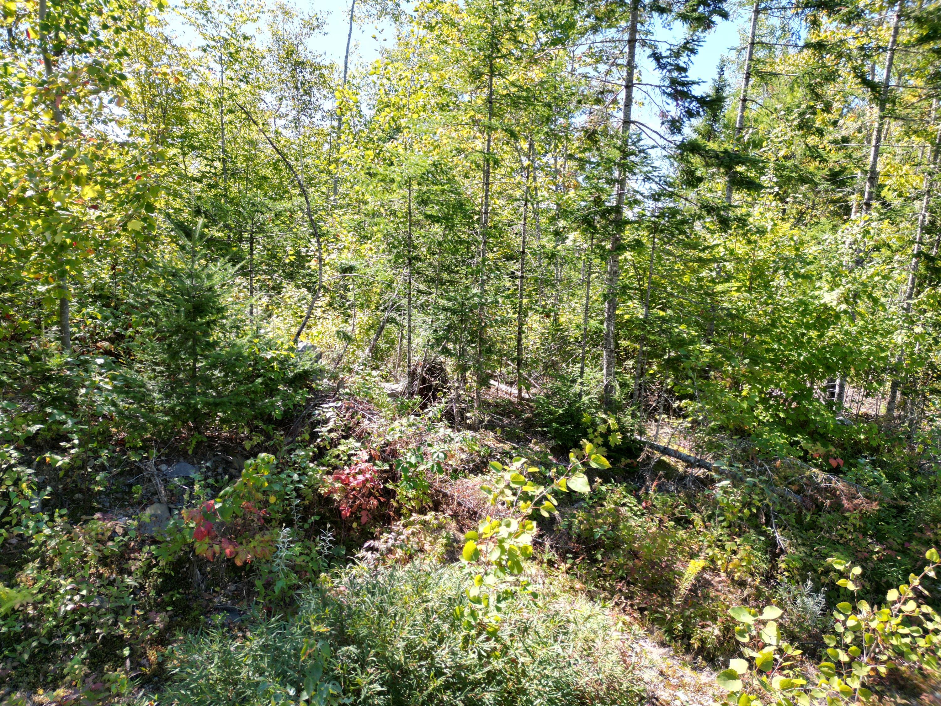 Lot 7 Riverbend Road Lowell, ME 04493 - Photo 7 of 14 DJI_0995