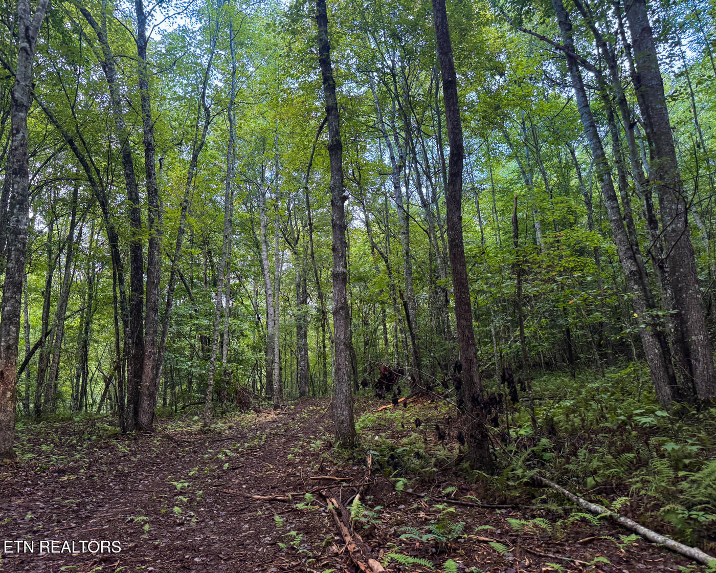 Sheep Ranch Road Robbins, TN 37852 - Photo 18 of 22 IMG_2907 copy