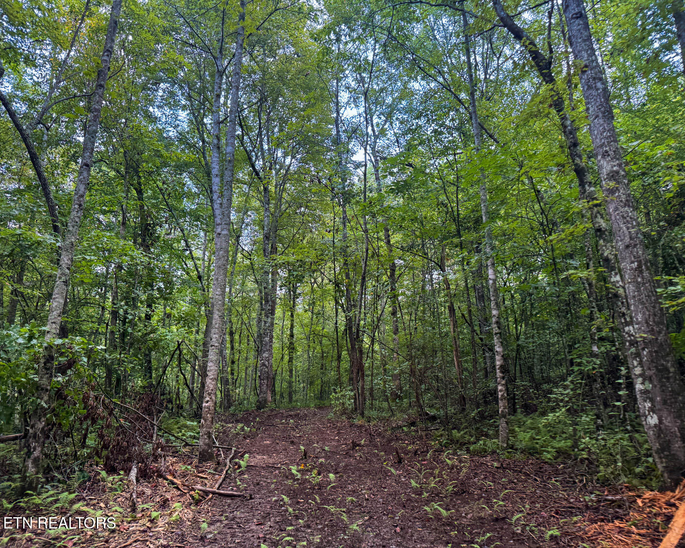 Sheep Ranch Road Robbins, TN 37852 - Photo 19 of 22 IMG_2908 copy