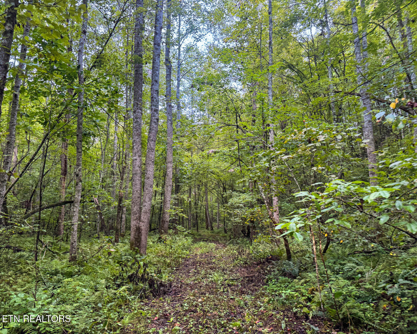 Sheep Ranch Road Robbins, TN 37852 - Photo 20 of 22 IMG_2909 copy