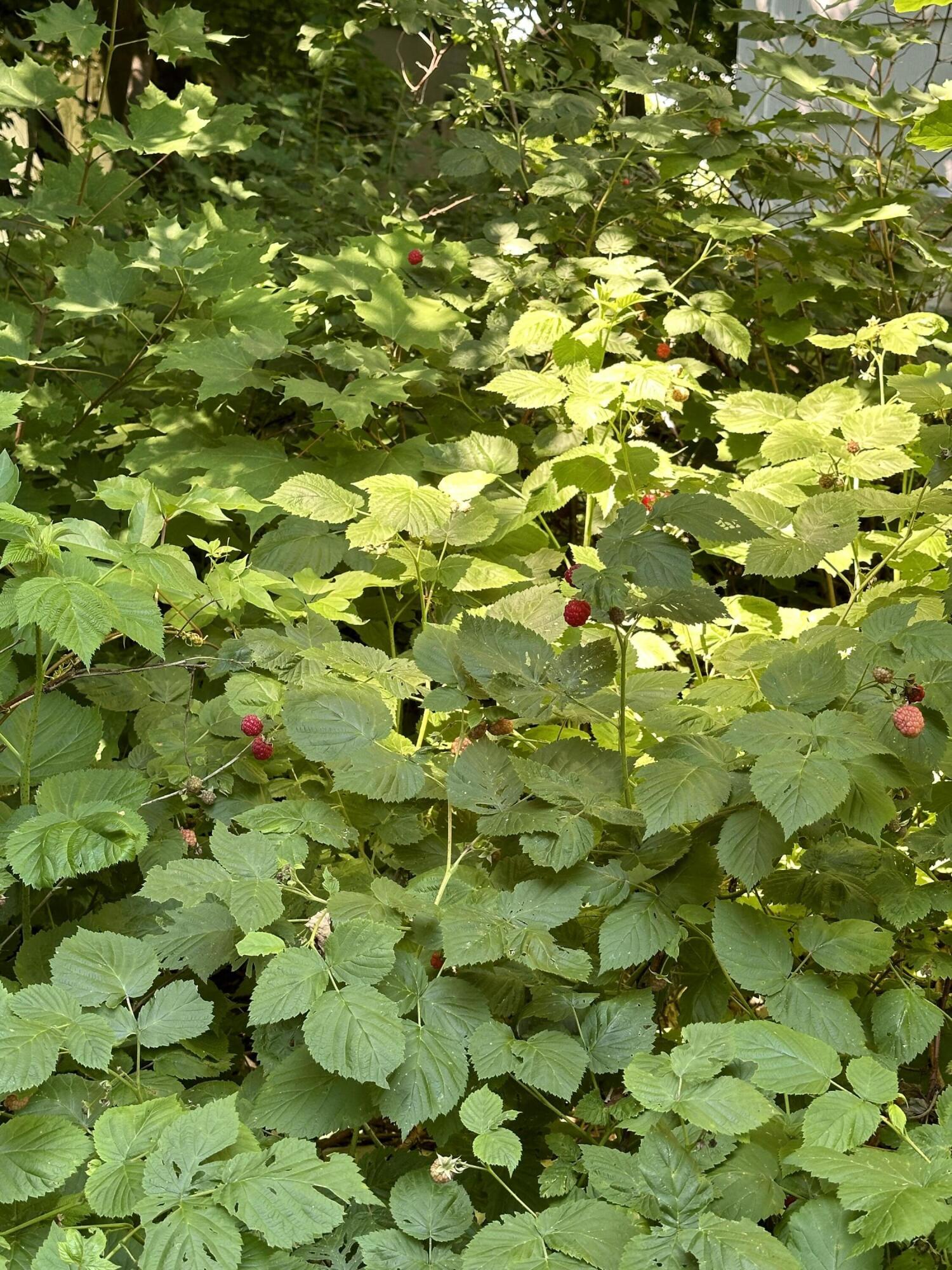 1004 Broadway Bangor, ME 04401 - Photo 17 of 22 IMG_1861