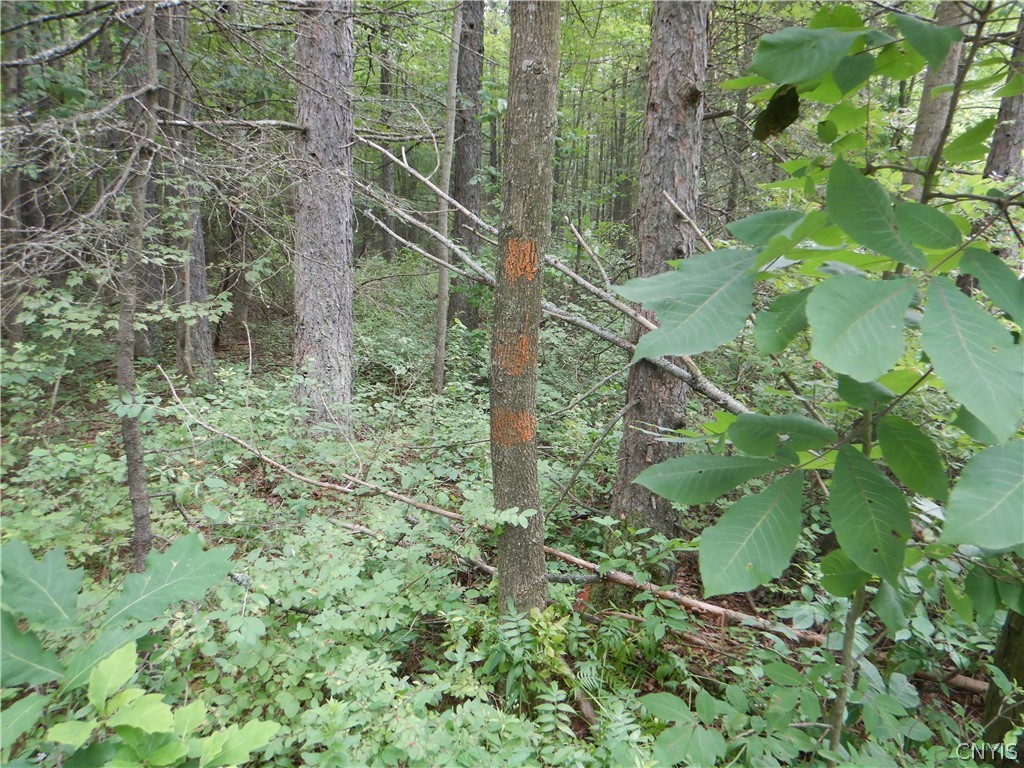 Bull Hill Road Newfield, NY 14867 - Photo 31 of 36