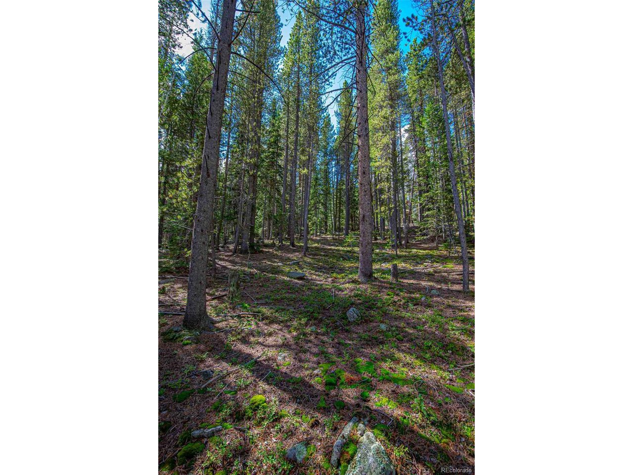 4 Ridge View Trail Idaho Springs, CO 80452 - Photo 10 of 10 Beautifully treed lot
