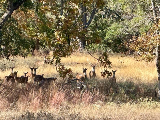 1129 Triple Creek Road Fredericksburg, TX 78624 - Photo 77 of 78