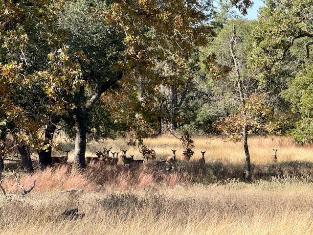 1129 Triple Creek Road Fredericksburg, TX 78624 - Photo 78 of 78