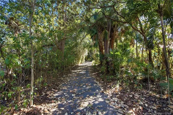a view of a forest with trees in the background