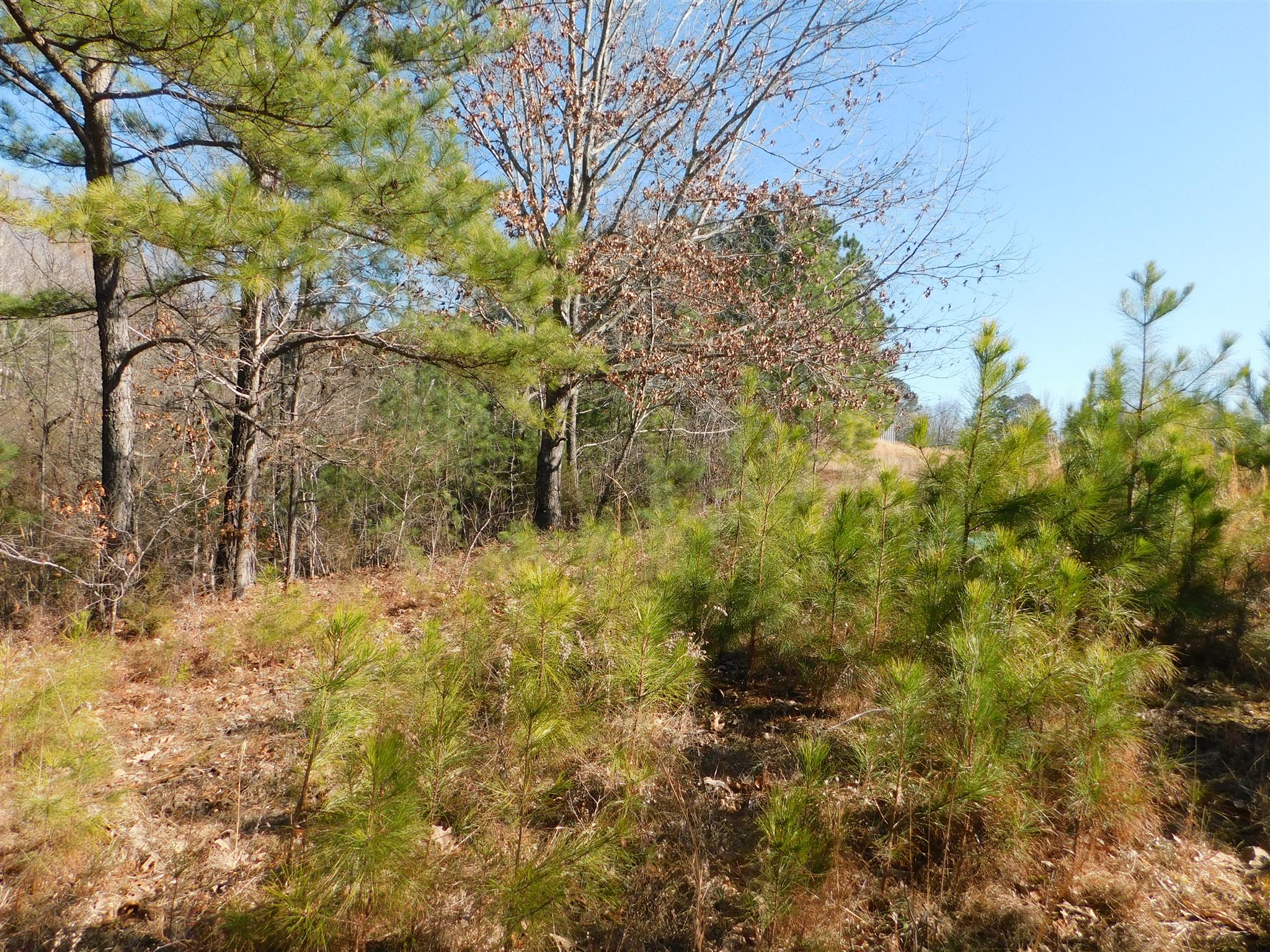 6893 Clydeton Road Waverly, TN 37185 - Photo 21 of 29 Gallery Image 21