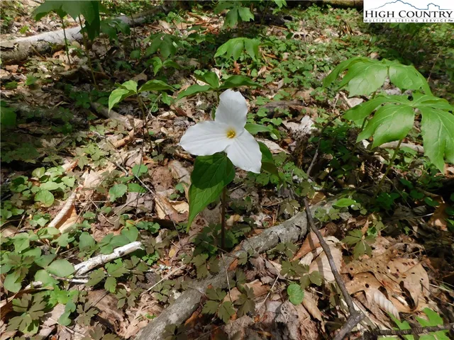 $49,500 | Tbd Lot 26 Tbd Trail, Newland, NC 28657