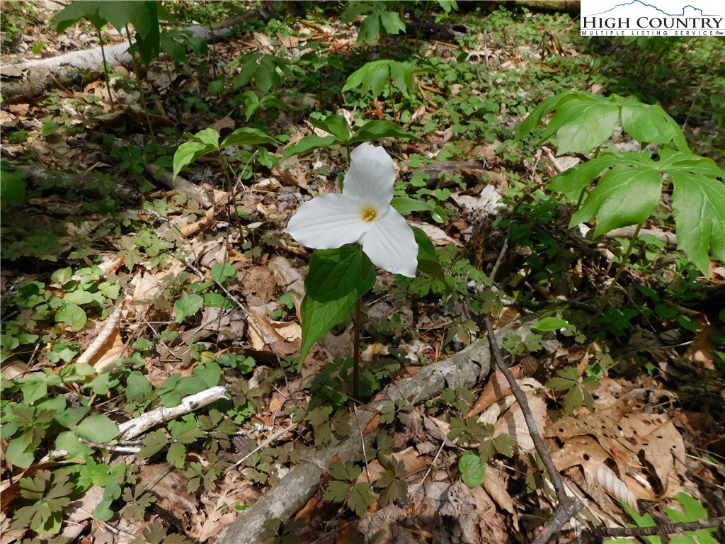 Tbd Lot 26 Tbd Trail Newland, NC 28657 - Photo 1 of 5