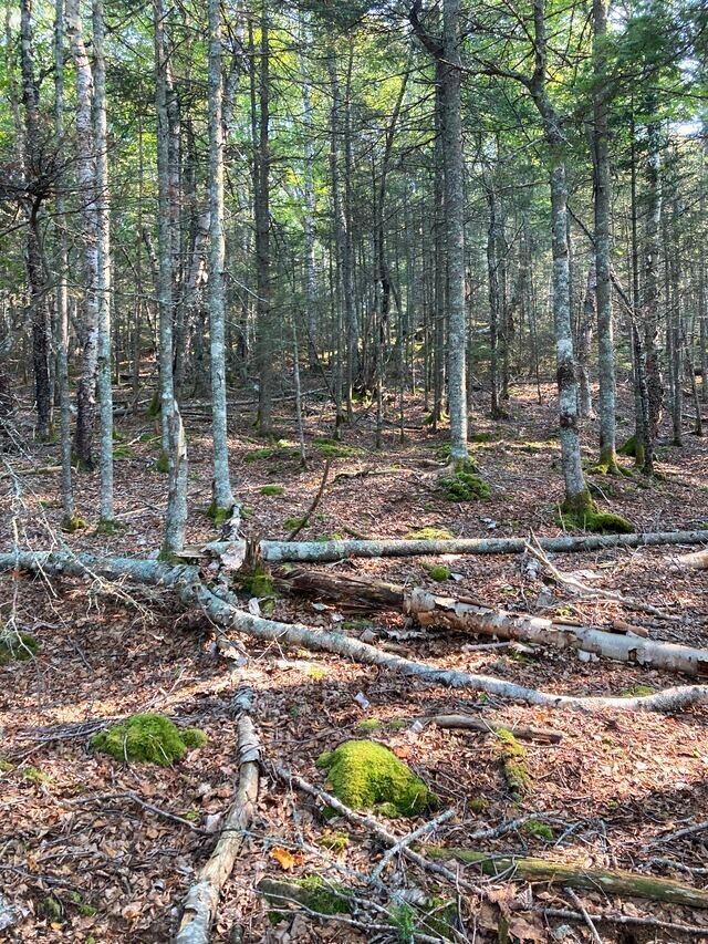 Lot 17 Yoho Head Road Machiasport, ME 04655 - Photo 7 of 24 View of Lot