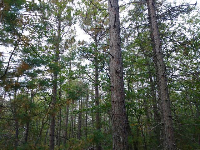 0 West Vermillion Road Paradise, MI 49768 - Photo 16 of 21 Gallery Image 16