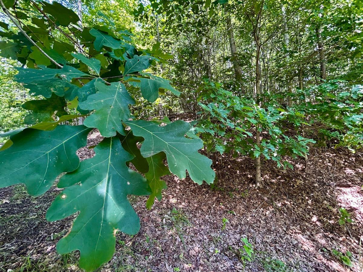 0 Stewartsville Road Vinton, VA 24179 - Photo 42 of 64