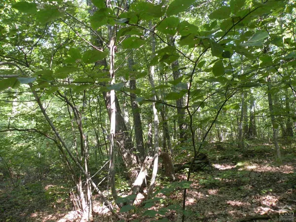 a view of a lush green forest