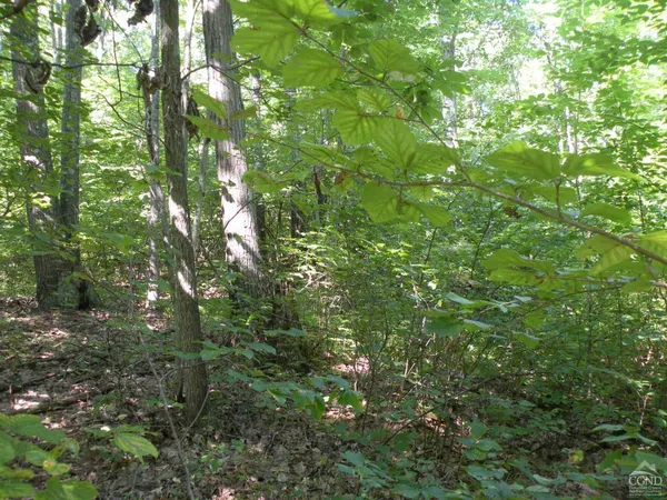 a view of forest