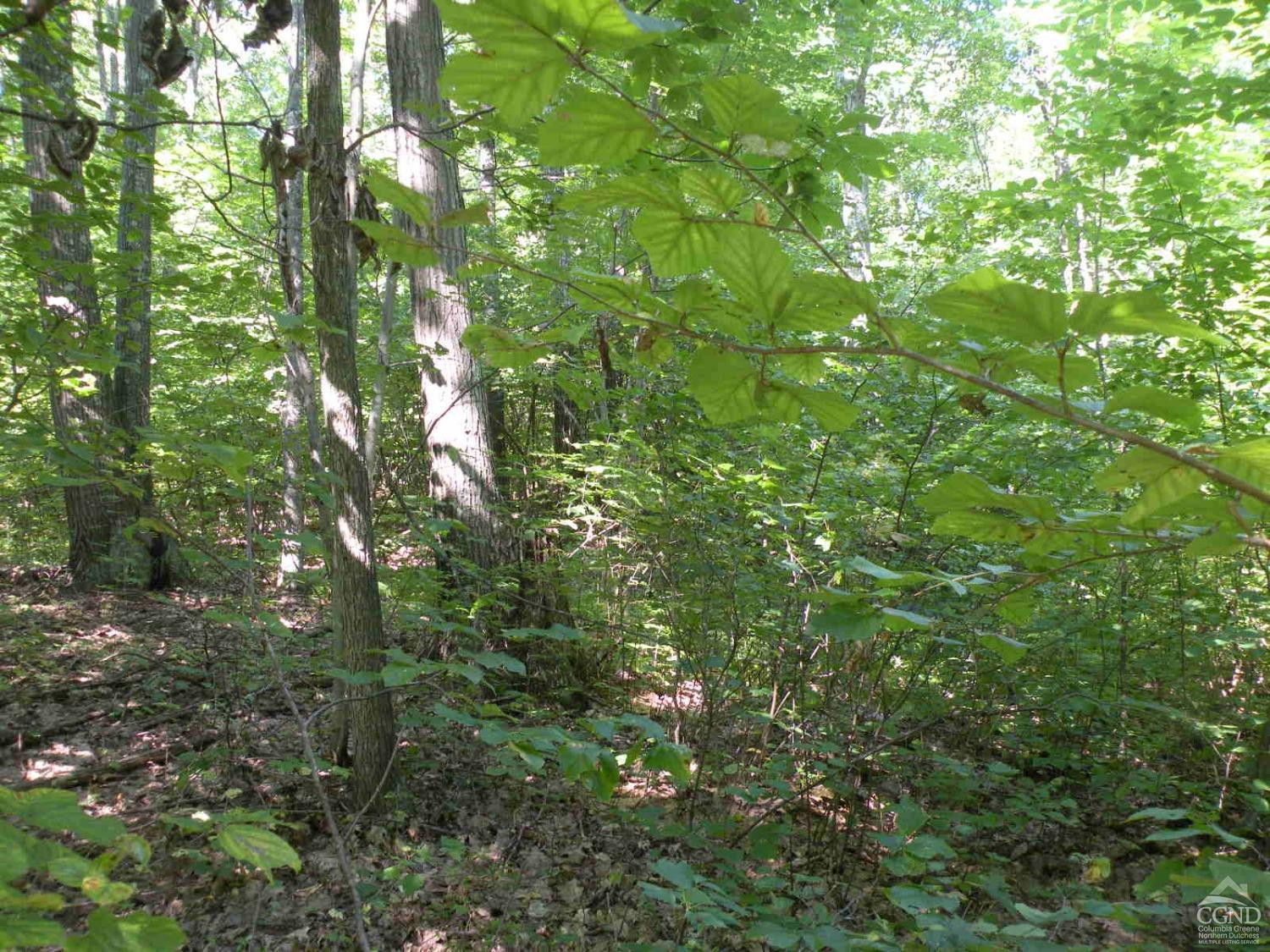 622 Bean River Road Ancramdale, NY 12503 - Photo 6 of 7 a view of a lush green forest