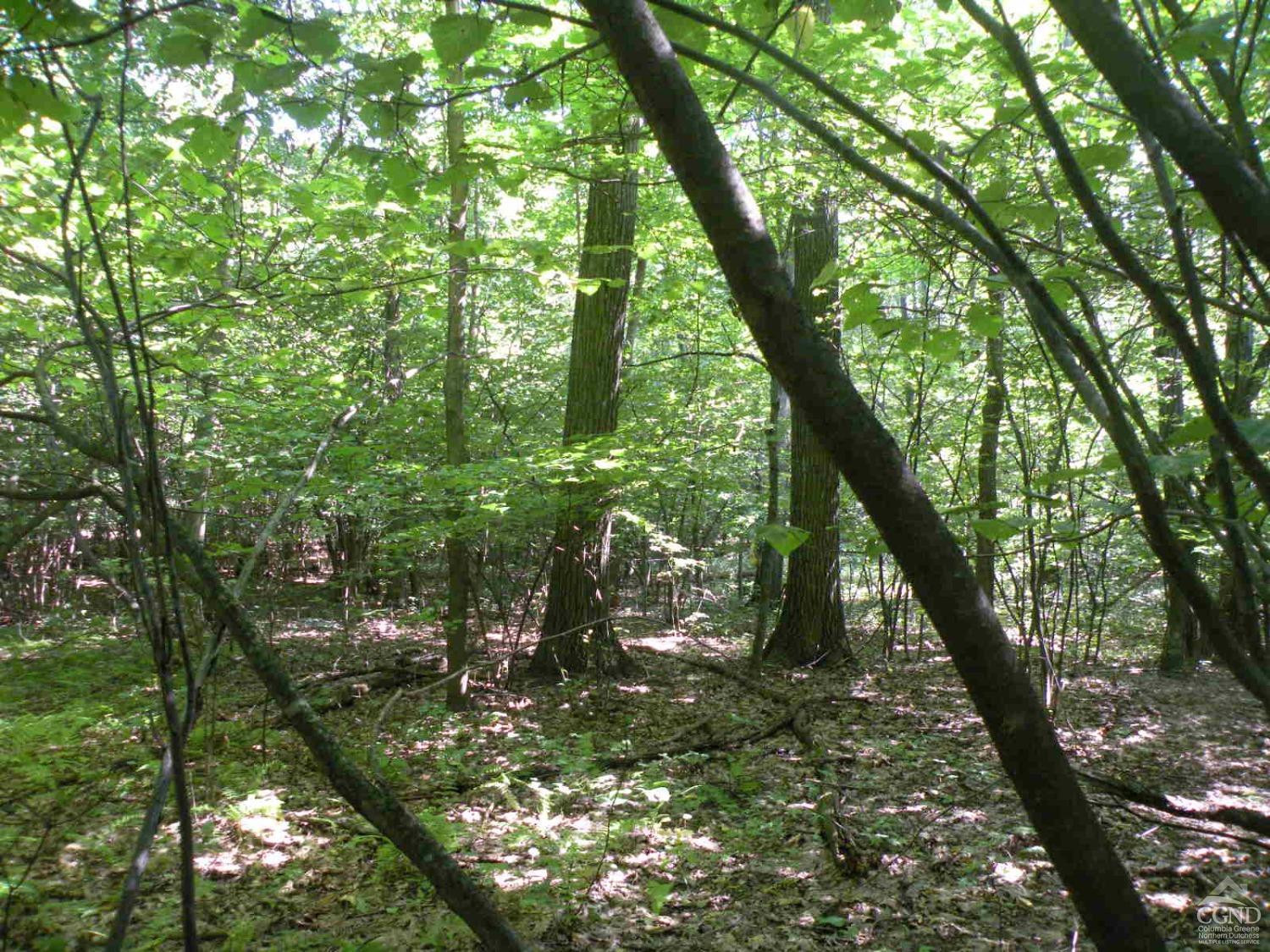 622 Bean River Road Ancramdale, NY 12503 - Photo 7 of 7 a view of forest