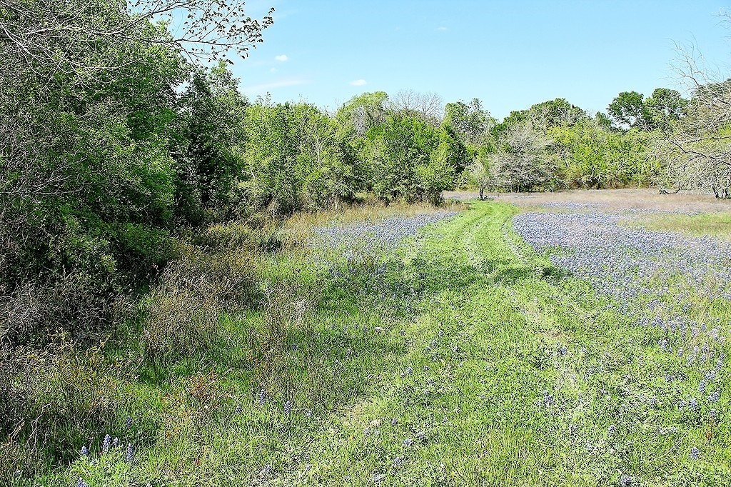 Tbd Scott Road Weimar, TX 78962 - Photo 11 of 16 a view of a lush green forest with lots of trees
