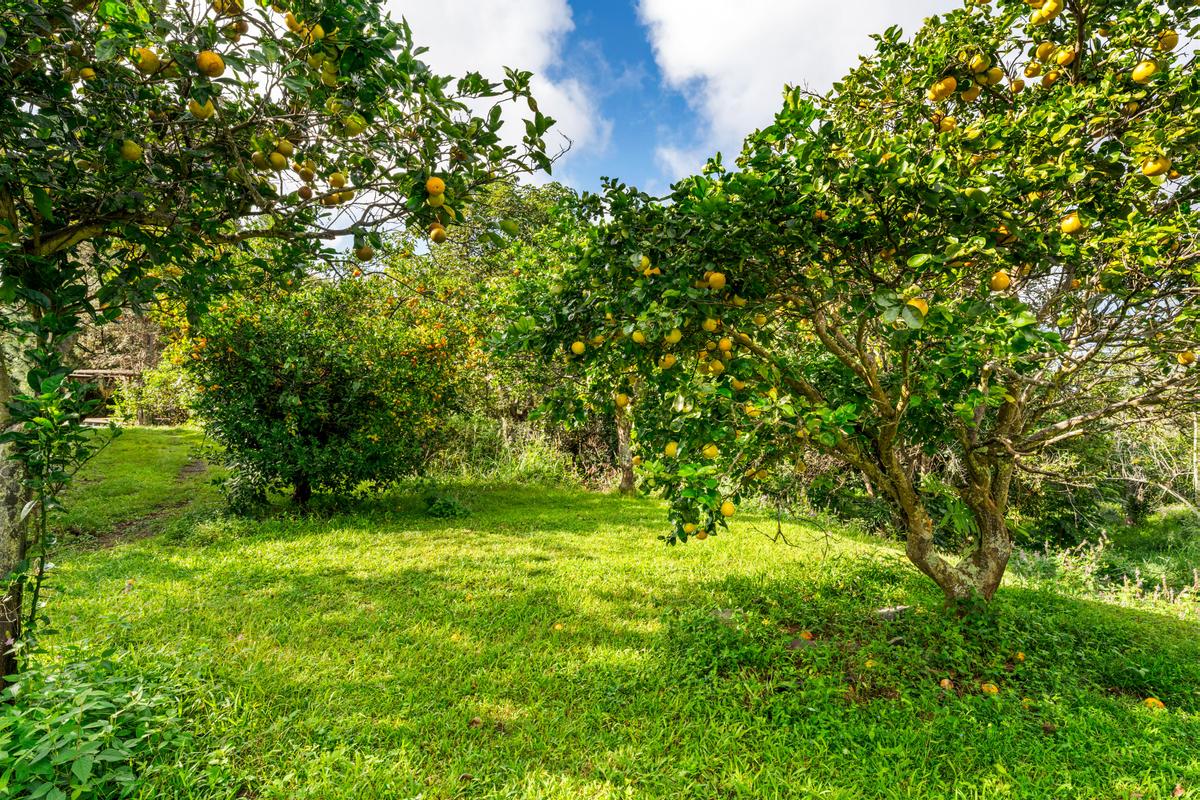 88-2497 Milolii Road Captain Cook, HI 96704 - Photo 21 of 30 a view of outdoor space and yard