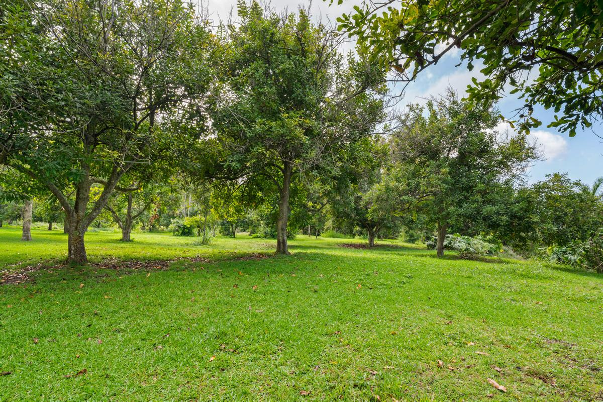 88-2497 Milolii Road Captain Cook, HI 96704 - Photo 29 of 30 a view of a big yard with a large trees