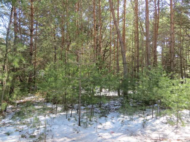 On Country Lane Road Woodruff, WI 54568 - Photo 1 of 4 Gallery Image 1