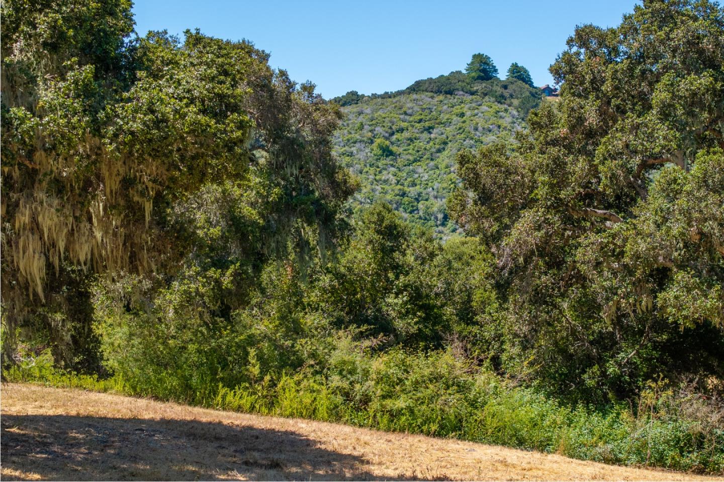 4 Goodrich Trail Carmel, CA 93923 - Photo 5 of 18 a view of a forest with a tree