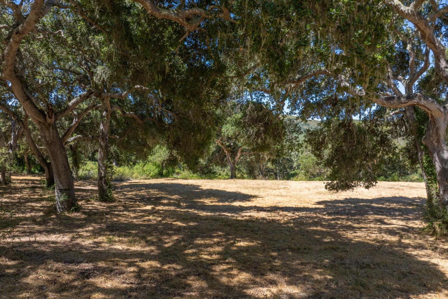 4 Goodrich Trail Carmel, CA 93923 - Photo 6 of 18 a view of dirt field with trees