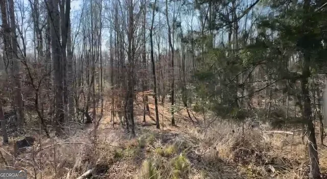a view of a forest filled with trees