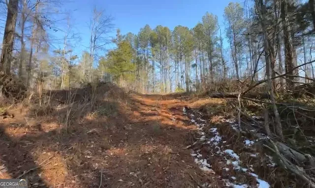 a view of a forest with trees
