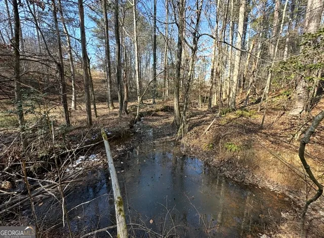 a view of a forest covered with trees