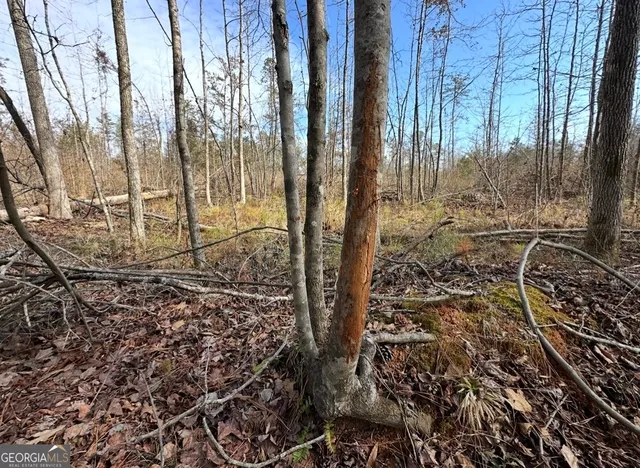 a view of a yard with plants and a bench