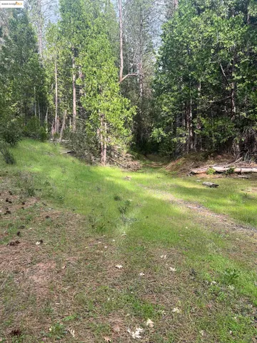 a view of a yard with a tree